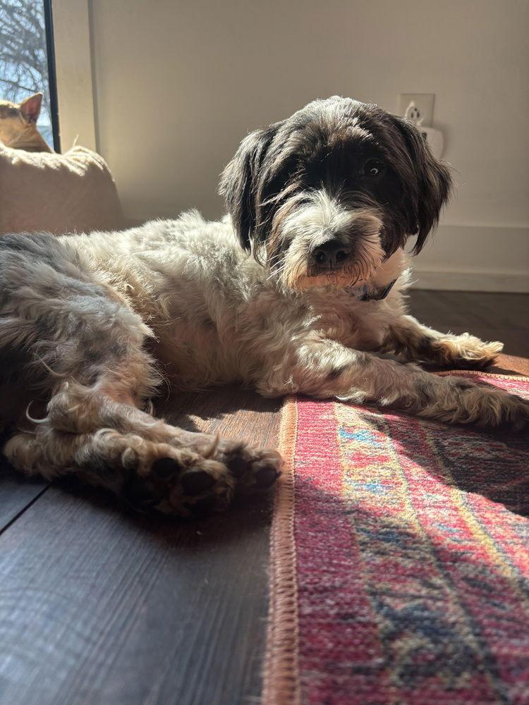 Enlarge Arctic, a Adoptable Terrier in Charlotte, NC image 3/3