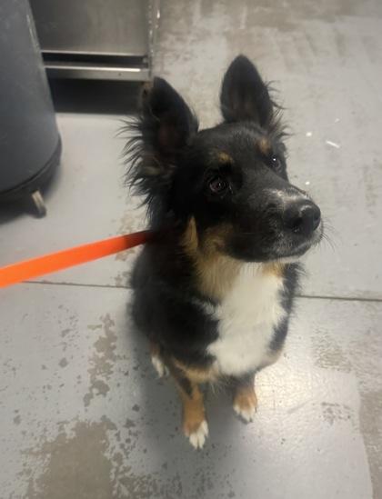 Kaiyu, a ADOPTABLE mixed breed in Sacramento, CA image 3/3
