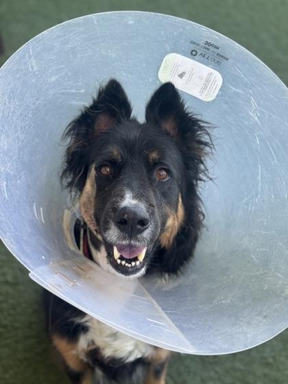 Kaiyu, a ADOPTABLE mixed breed in Sacramento, CA image 2/3