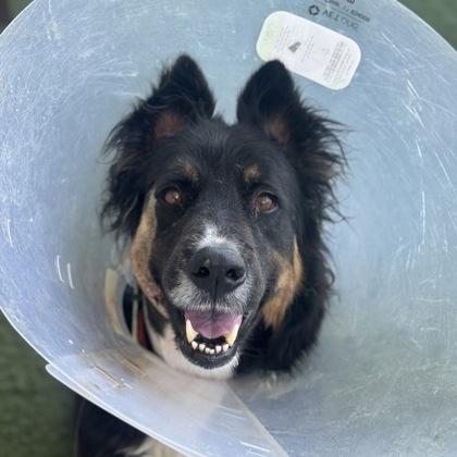 Kaiyu, ADOPTABLE, Adult Male Border Collie.