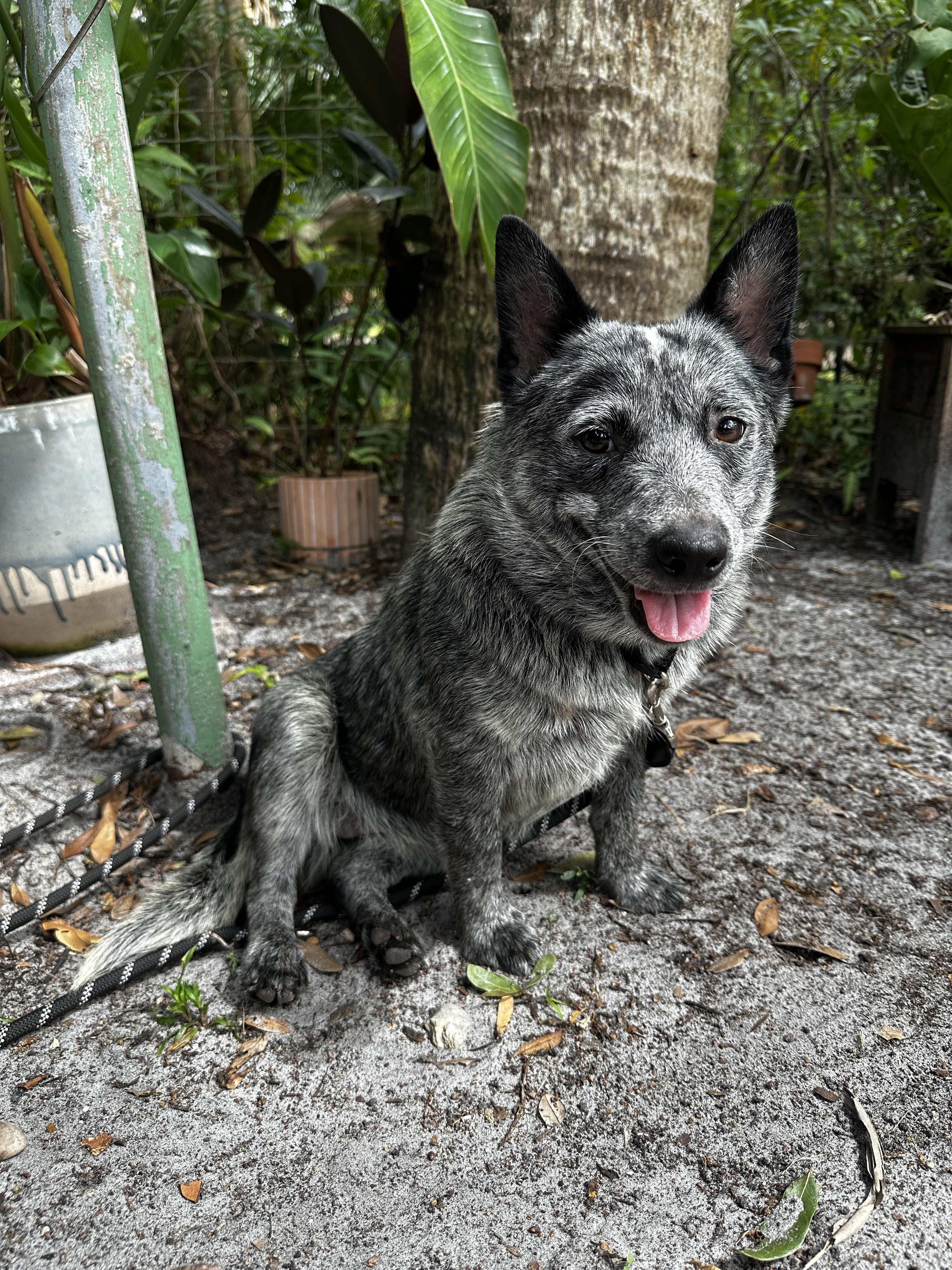 REESE, Adoptable, Young Female Australian Cattle Dog / Blue Heeler.