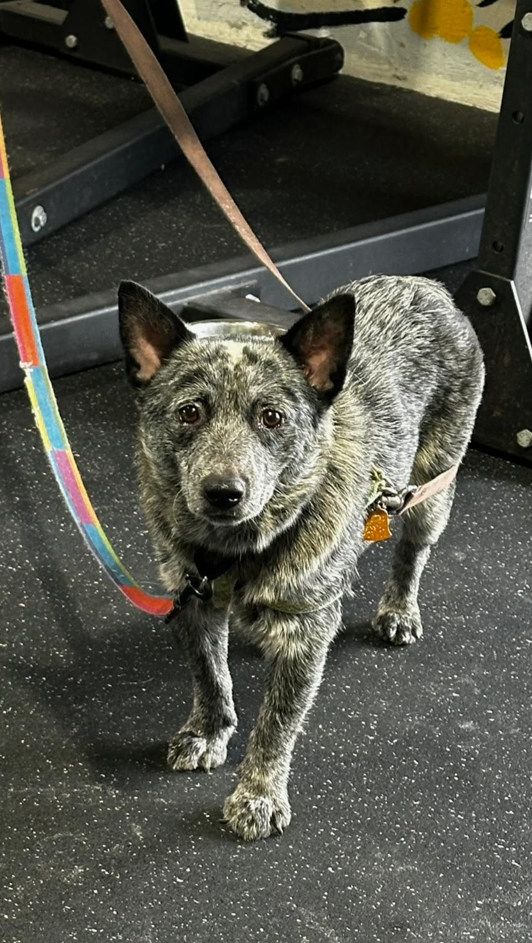 Enlarge REESE, a Adoptable Australian Cattle Dog / Blue Heeler in Bradenton, FL image 2/6