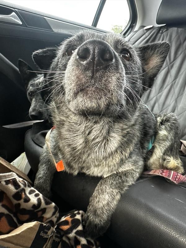 Enlarge REESE, a Adoptable Australian Cattle Dog / Blue Heeler in Bradenton, FL image 3/6