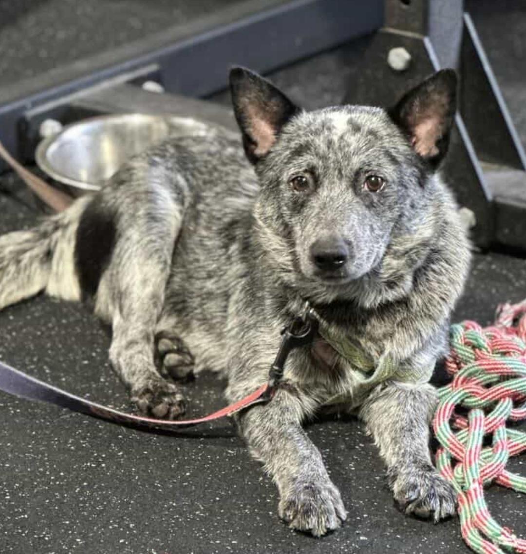Enlarge REESE, a Adoptable Australian Cattle Dog / Blue Heeler in Bradenton, FL image 4/6