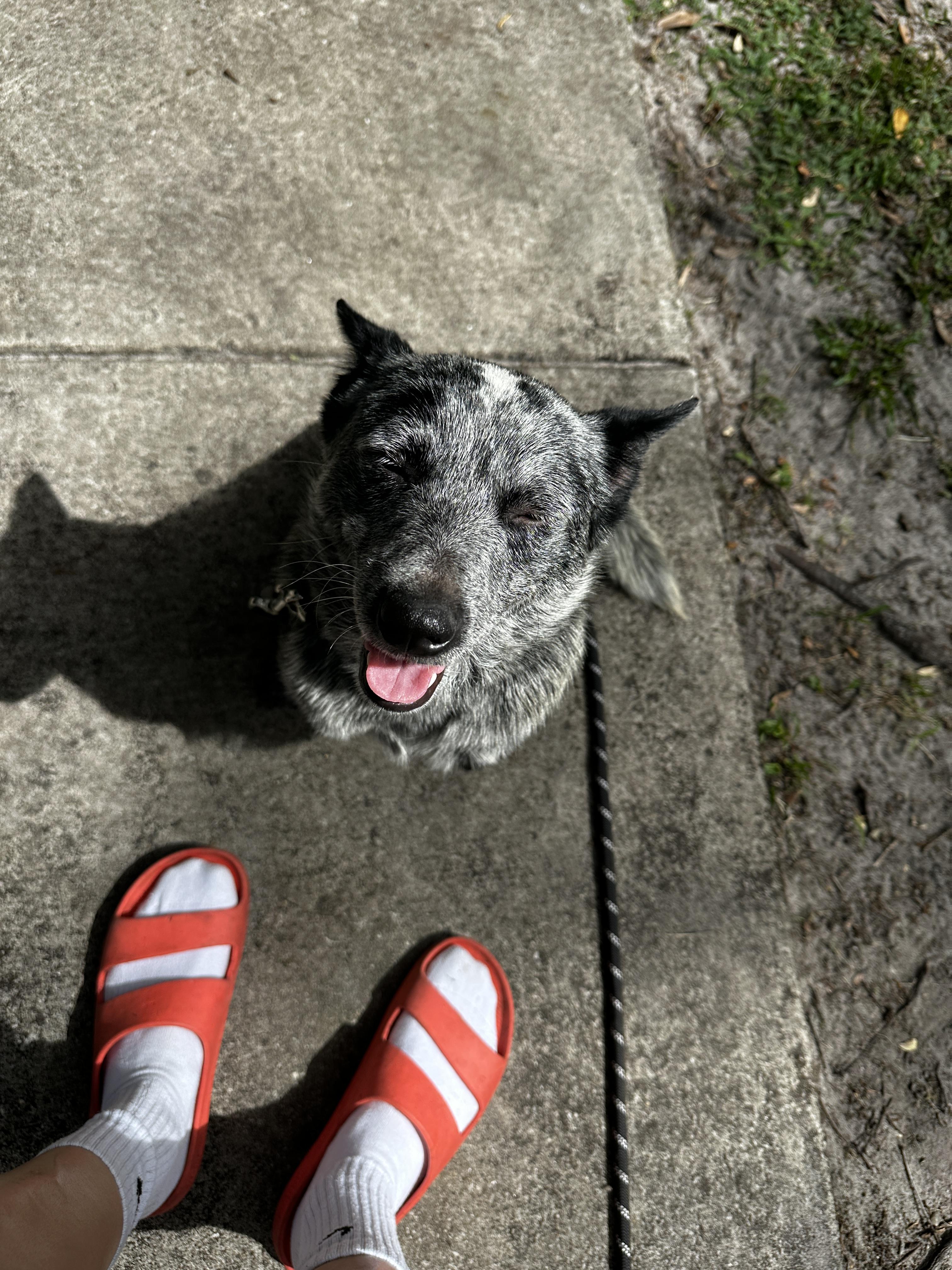 Enlarge REESE, a Adoptable Australian Cattle Dog / Blue Heeler in Bradenton, FL image 5/6