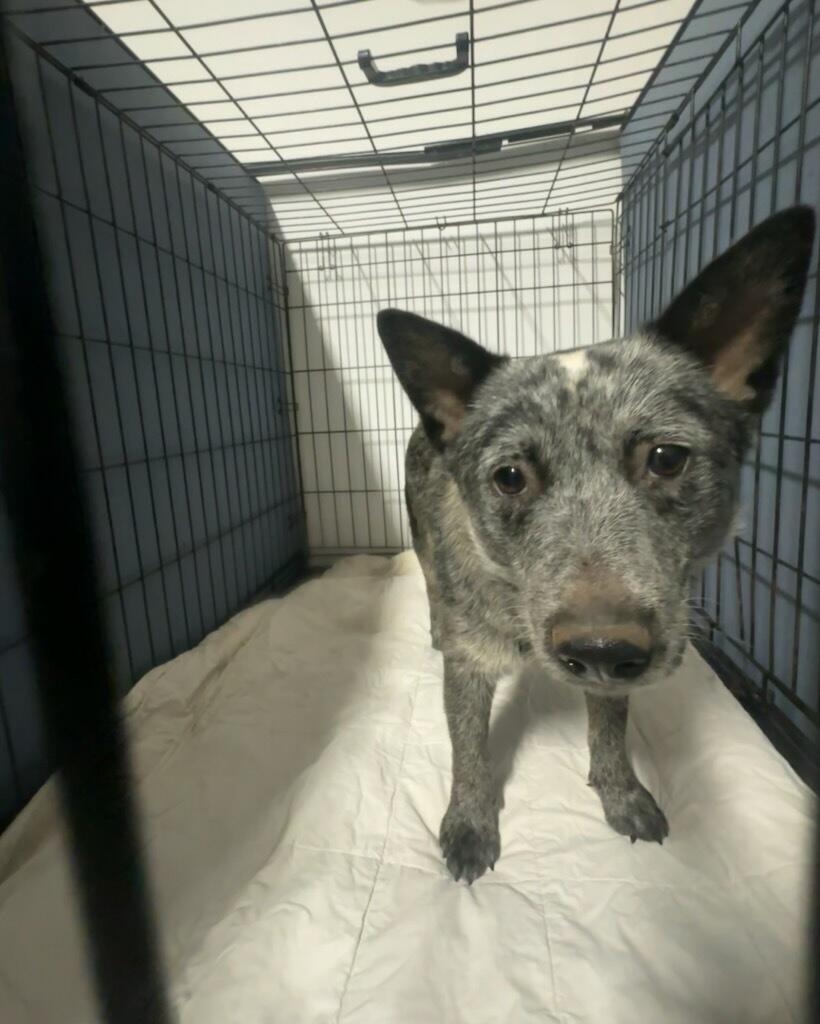 Enlarge REESE, a Adoptable Australian Cattle Dog / Blue Heeler in Bradenton, FL image 6/6