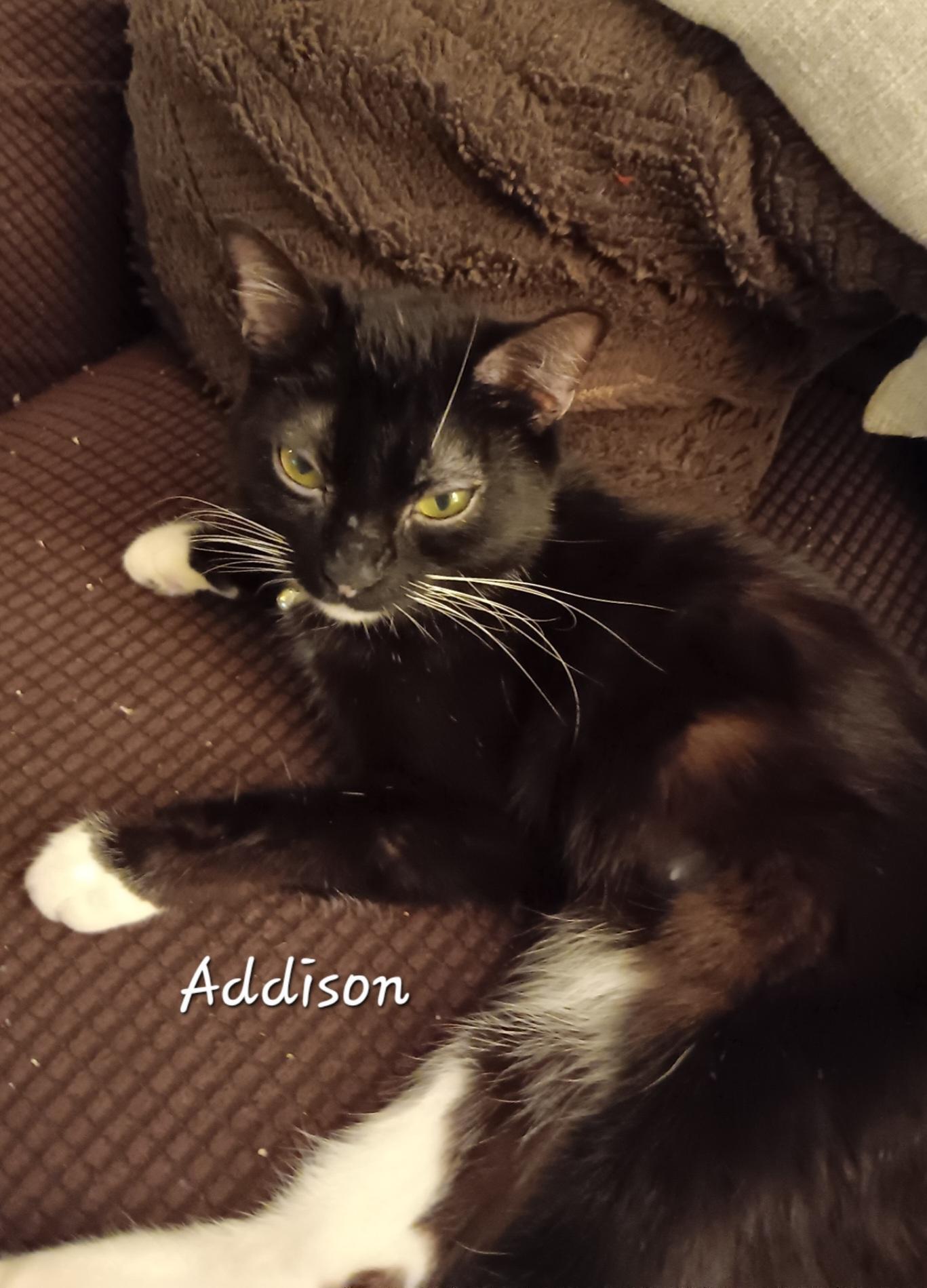 Enlarge Addison , a ADOPTABLE Domestic Short Hair in Redondo Beach, CA image 1/2