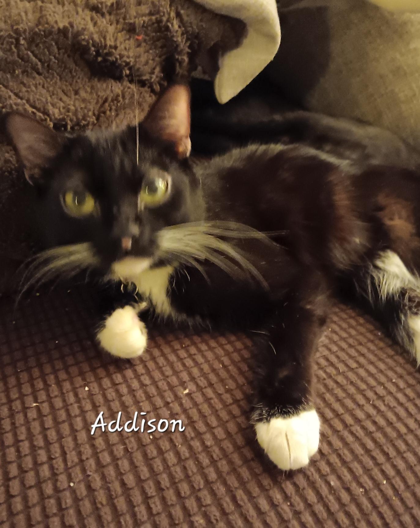 Enlarge Addison , a ADOPTABLE Domestic Short Hair in Redondo Beach, CA image 2/2