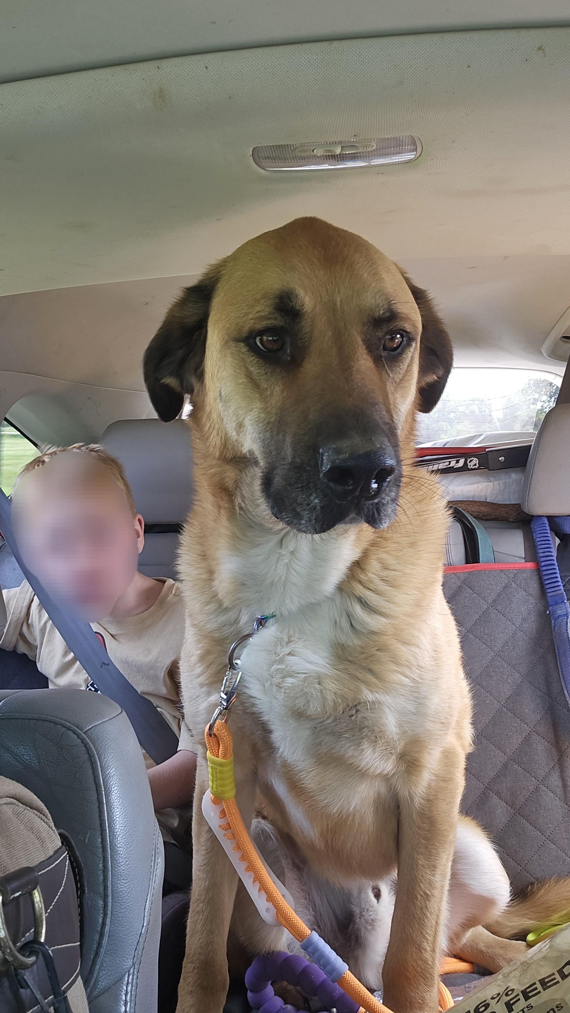 Ozzy, a Adoptable mixed breed in Columbia, MO image 1/6