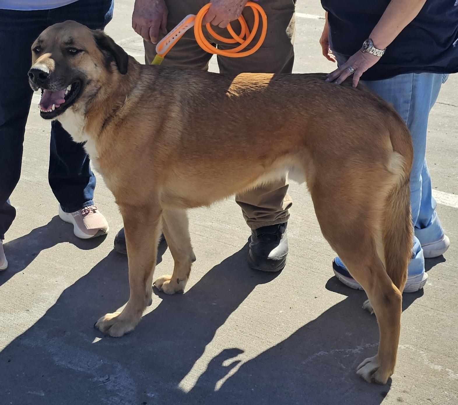 Ozzy, a Adoptable mixed breed in Columbia, MO image 2/6