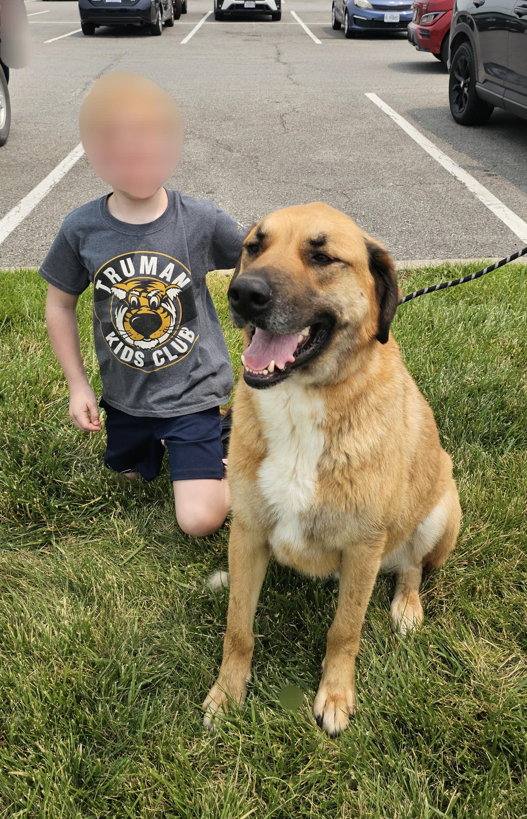 Ozzy, a Adoptable mixed breed in Columbia, MO image 3/6