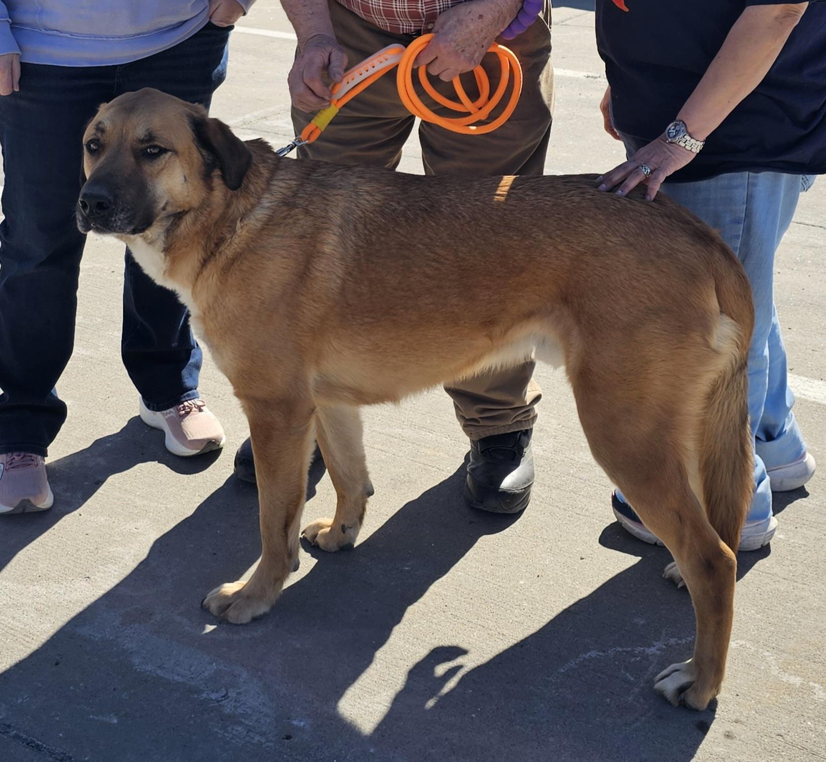 Ozzy, a Adoptable mixed breed in Columbia, MO image 4/6