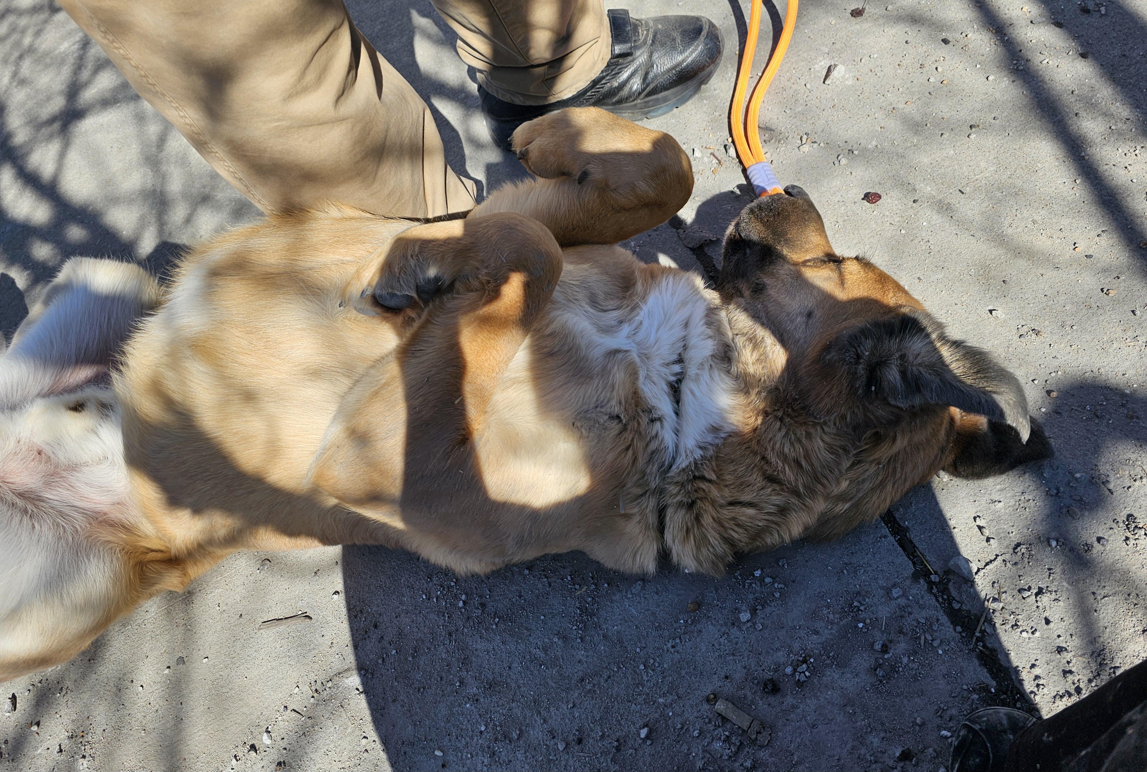 Ozzy, a Adoptable mixed breed in Columbia, MO image 5/6