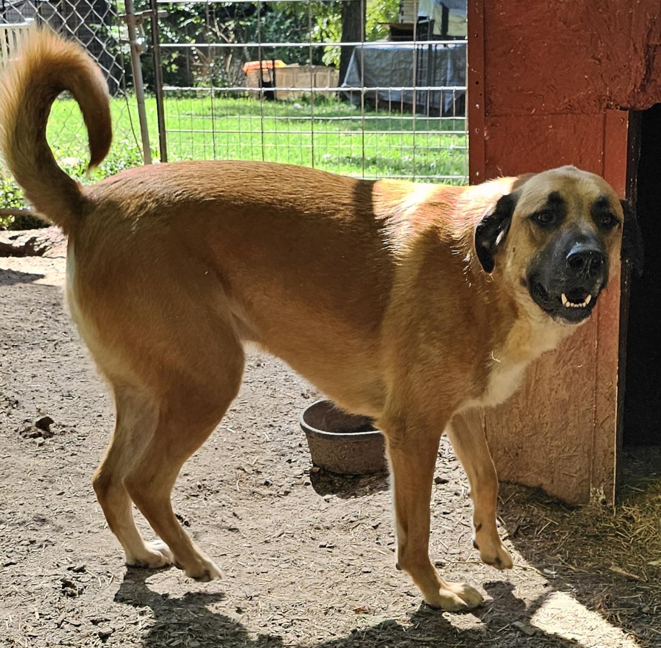 Ozzy, a Adoptable mixed breed in Columbia, MO image 6/6