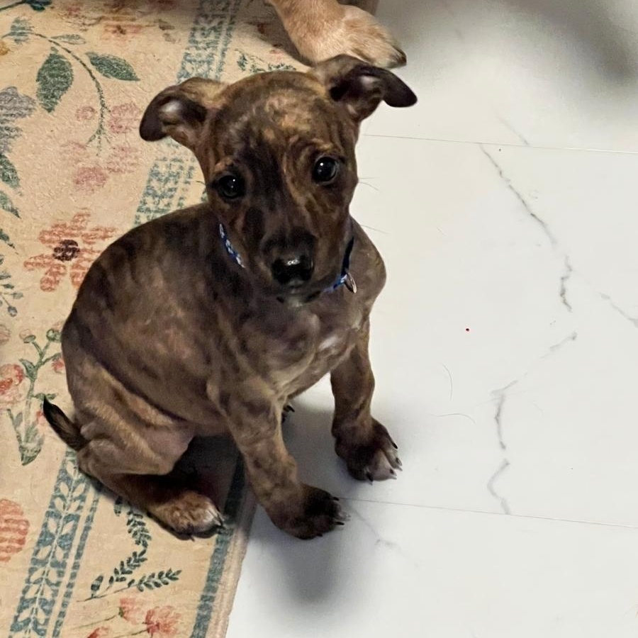 Harper, an adopted mixed breed in Colonial Heights, VA image 2/2