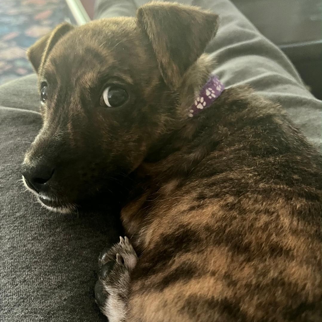 Harper, adopted, Puppy Female Chihuahua & Pit Bull Terrier.