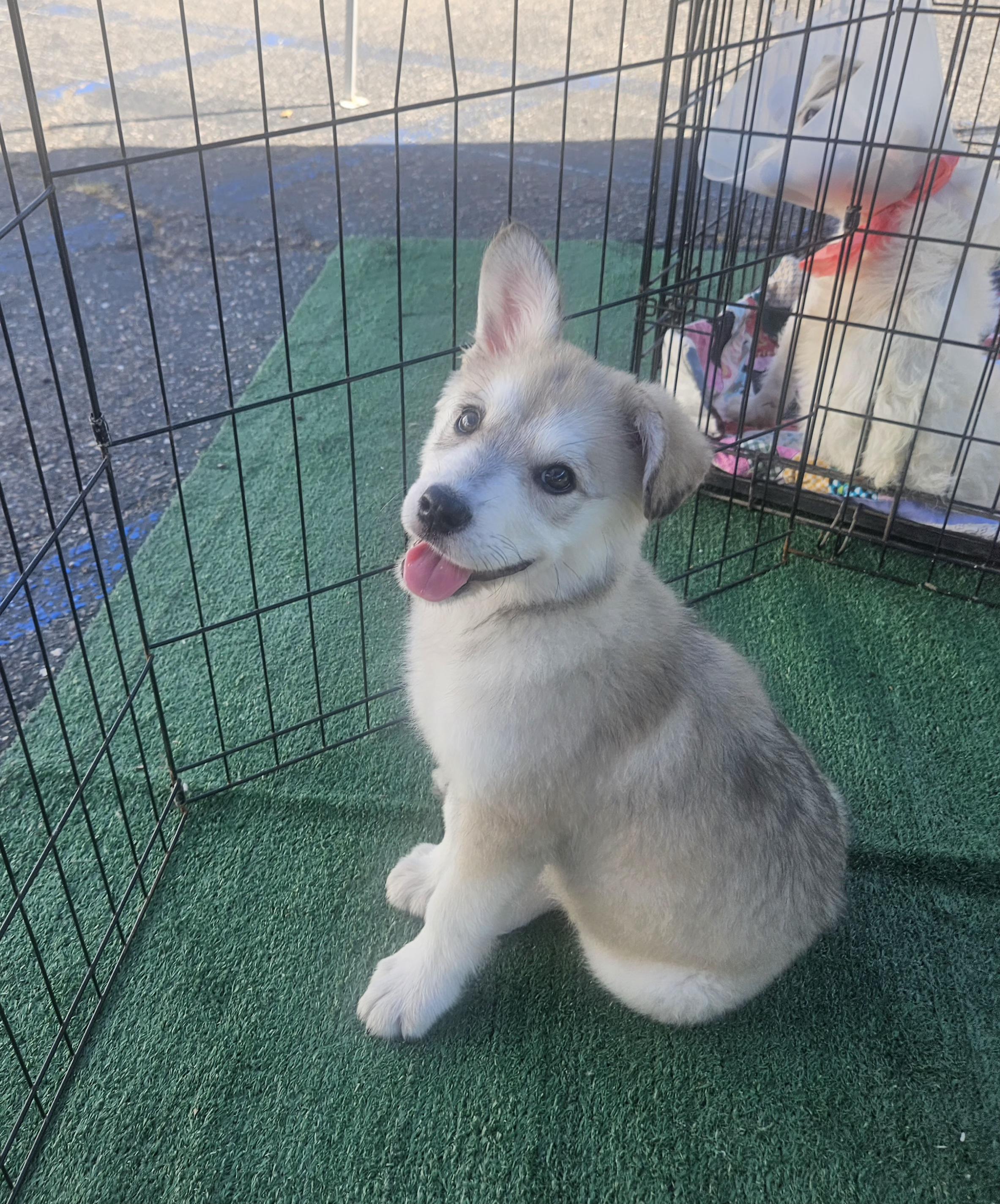 Up to date vaccine Spay in at least 5 months old 8n our vet included in the adoption fee
