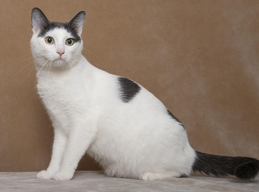 Eddie, a ADOPTABLE Domestic Short Hair in Chicago, IL image 3/3