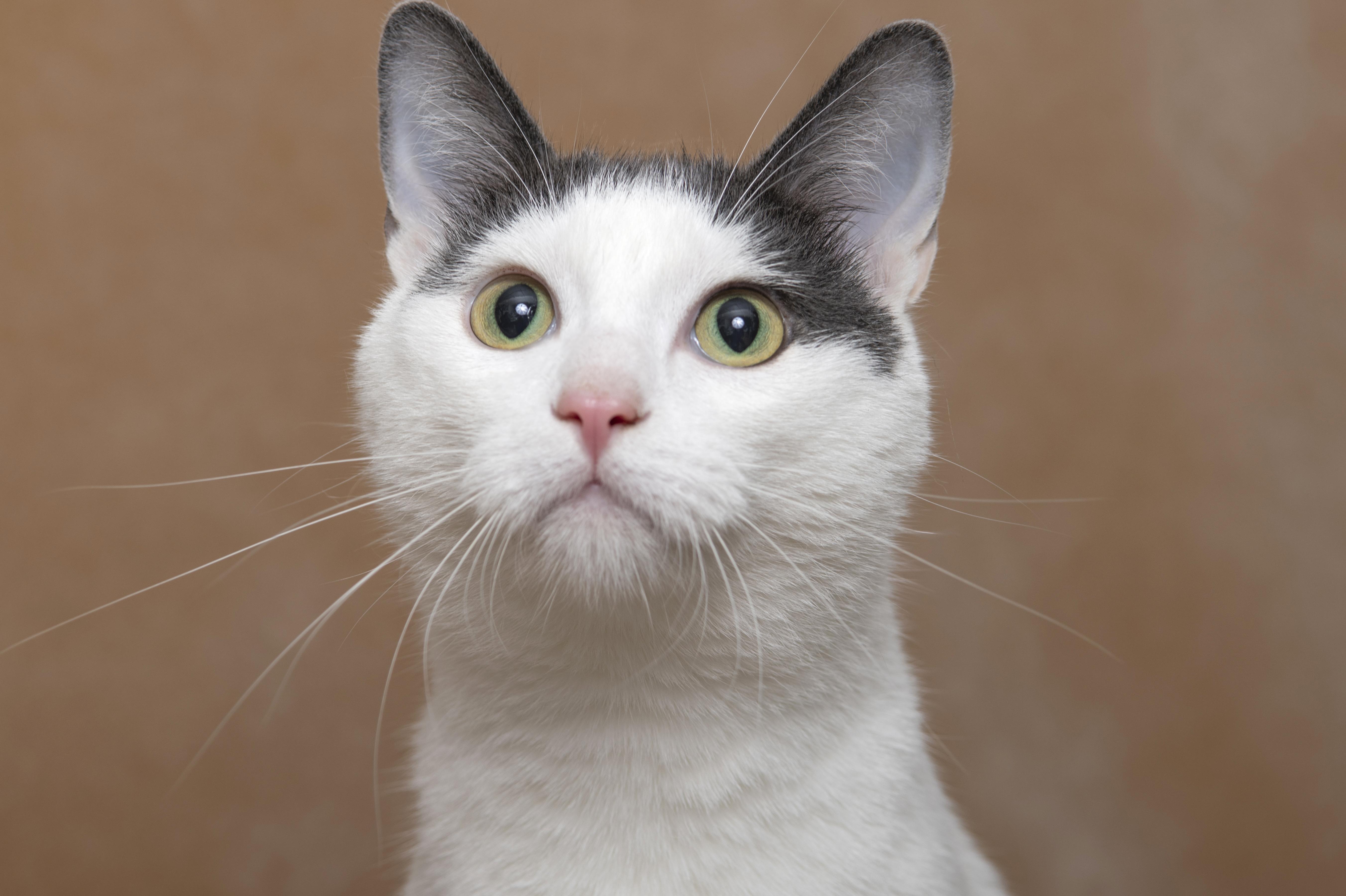 Eddie, a ADOPTABLE Domestic Short Hair in Chicago, IL image 1/3
