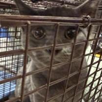 Kate, adopted, Kitten Female Domestic Short Hair.