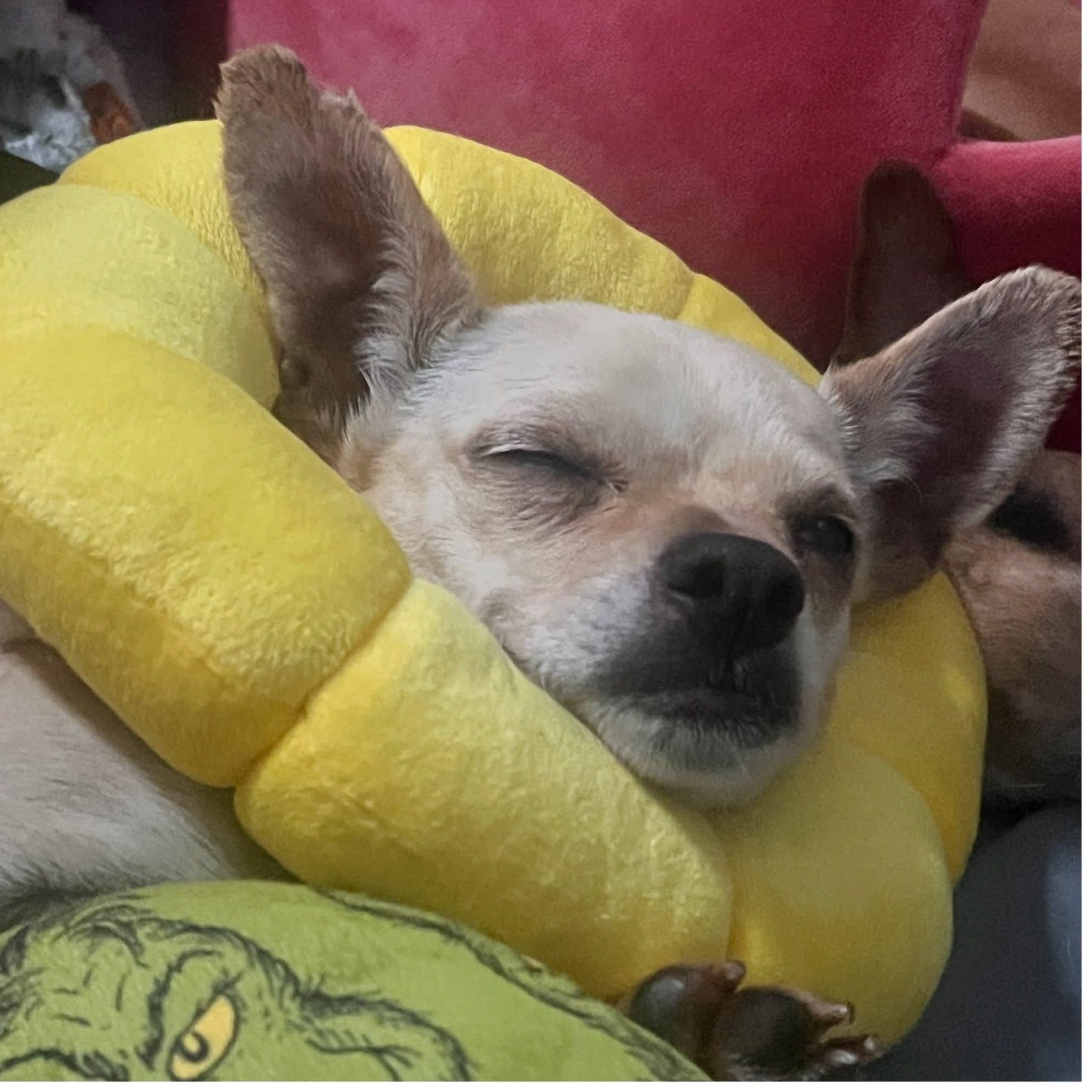 Enlarge Candace , a ADOPTABLE mixed breed in Clovis, CA image 2/5