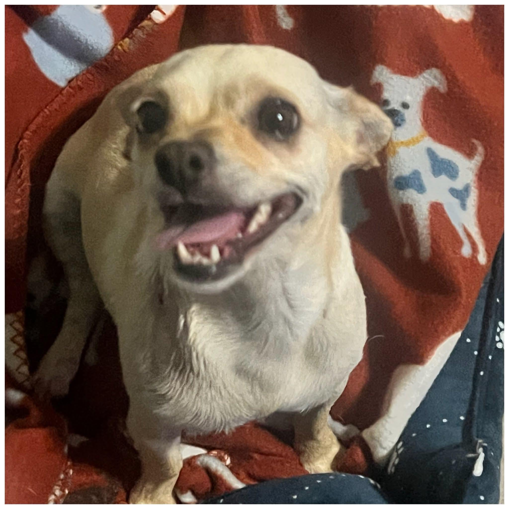 Enlarge Candace , a ADOPTABLE mixed breed in Clovis, CA image 3/5