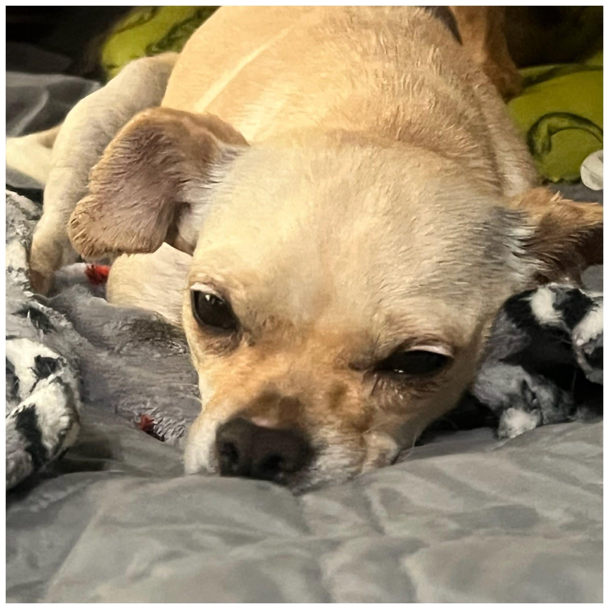 Enlarge Candace , a ADOPTABLE mixed breed in Clovis, CA image 4/5