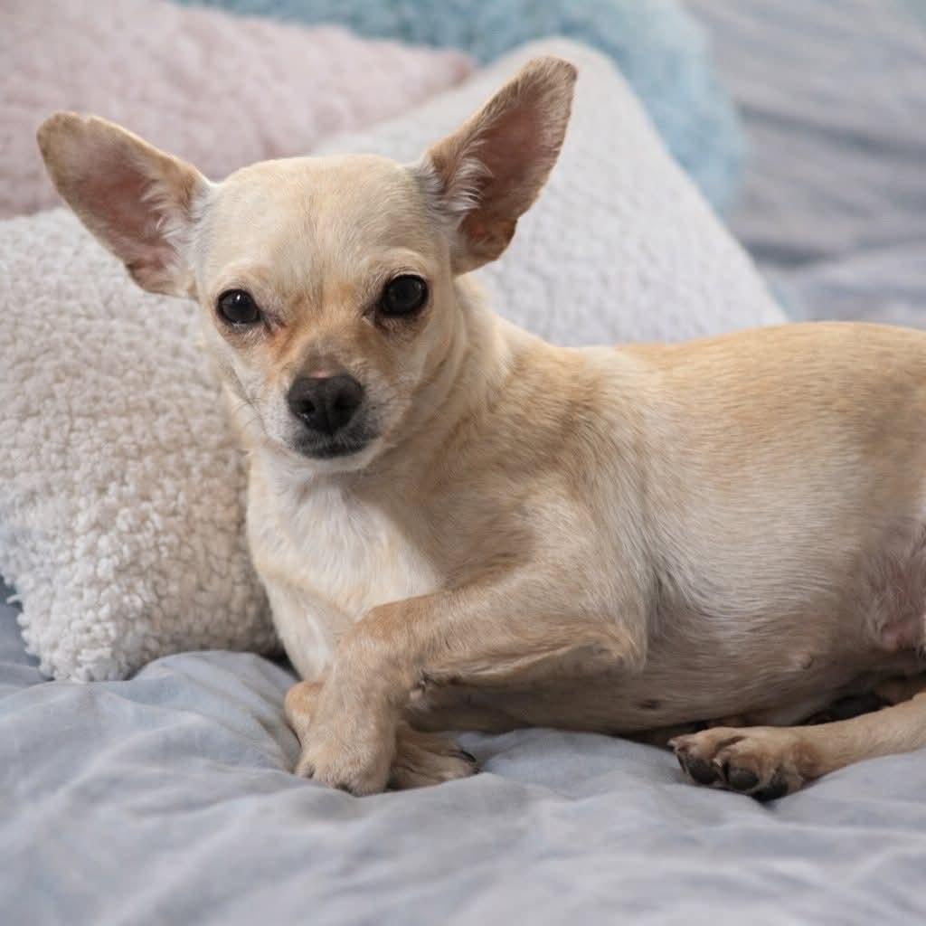 Candace , ADOPTABLE, Adult Female Chihuahua.