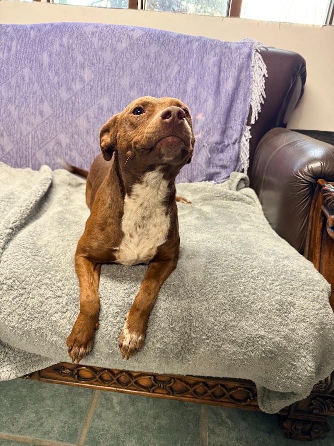 Valentina, Adoptable, Young Female Pit Bull Terrier & Mixed Breed.