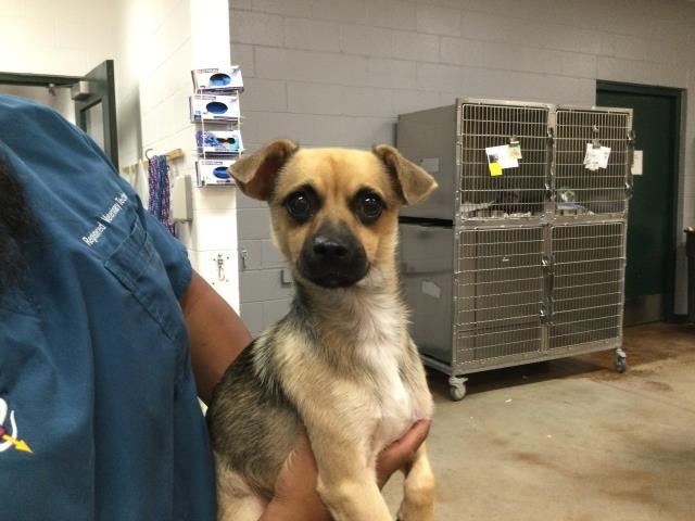 Enlarge Frank, a Adopted Chihuahua in Vassalboro, ME image 1/1