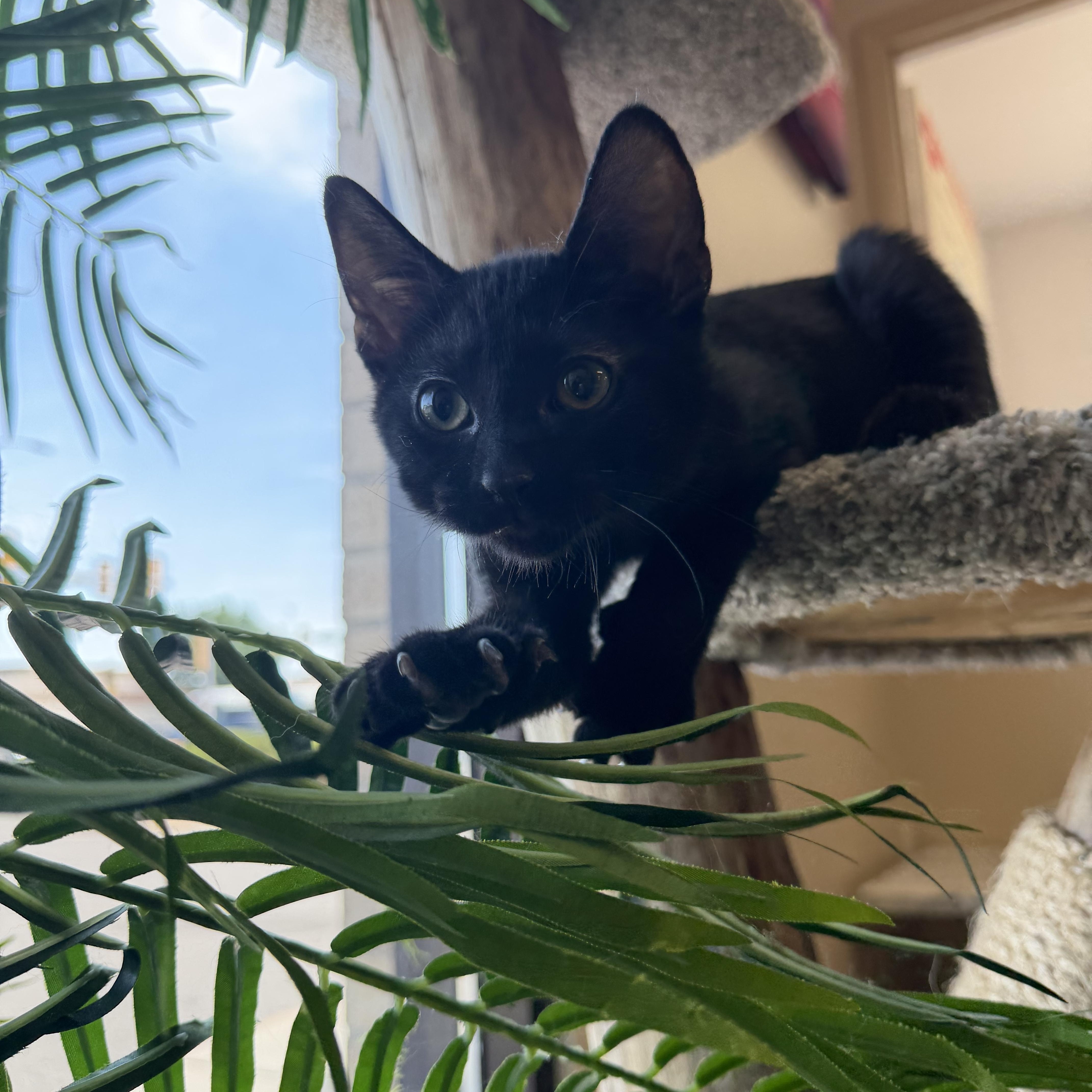Enlarge Ben, a ADOPTABLE Domestic Short Hair in Madison, WI image 2/4