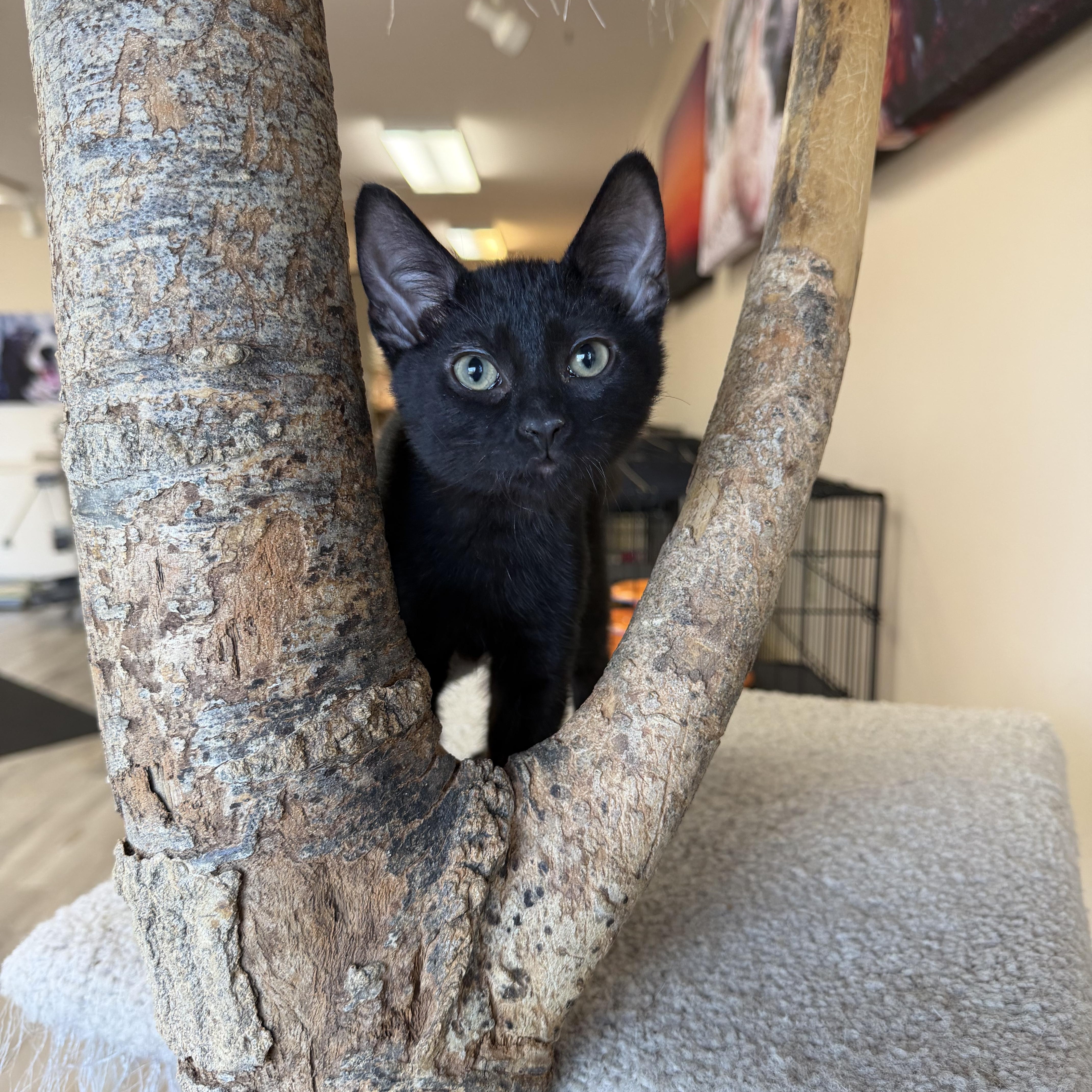 Ben, ADOPTABLE, Kitten Male Domestic Short Hair.