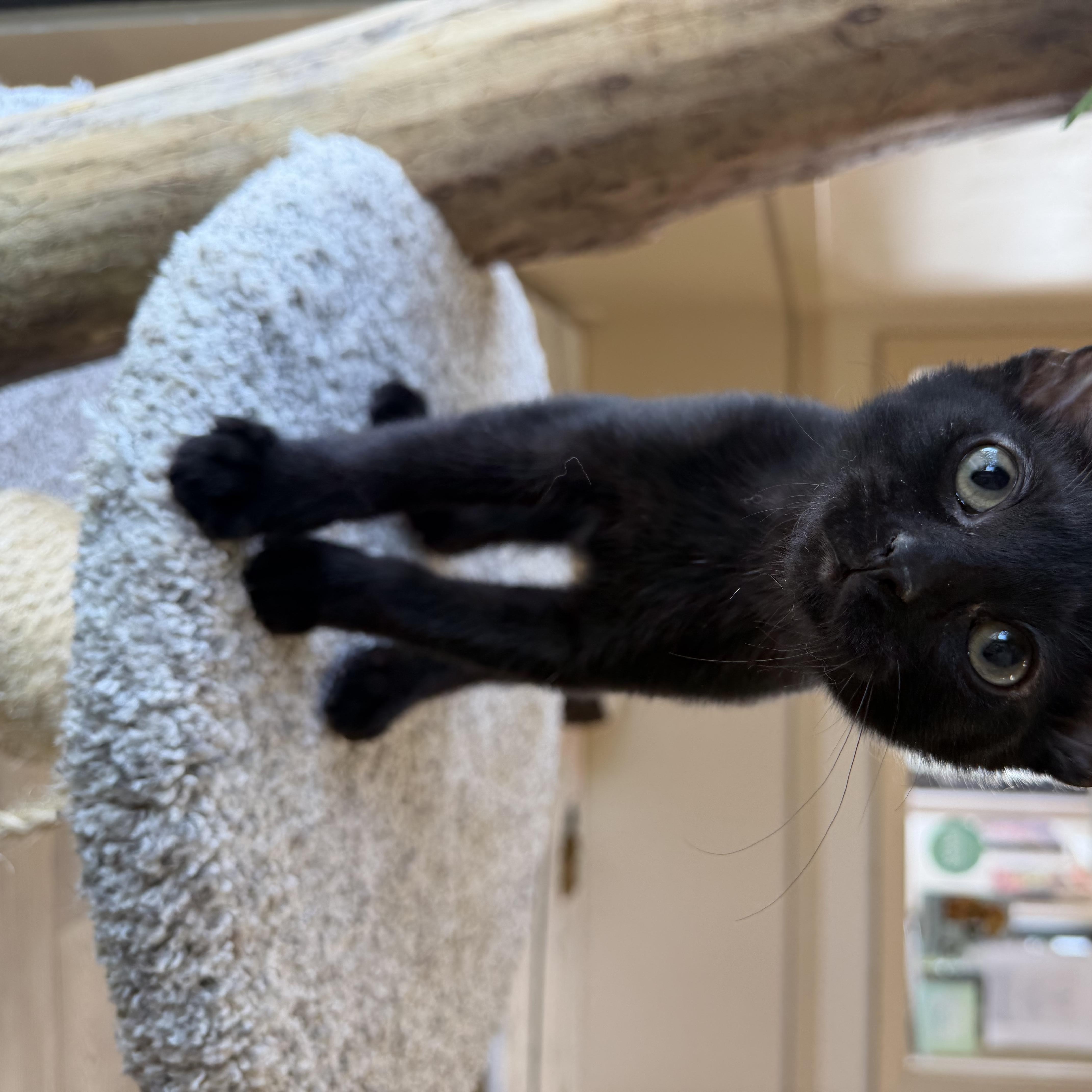 Enlarge Ben, a ADOPTABLE Domestic Short Hair in Madison, WI image 3/4