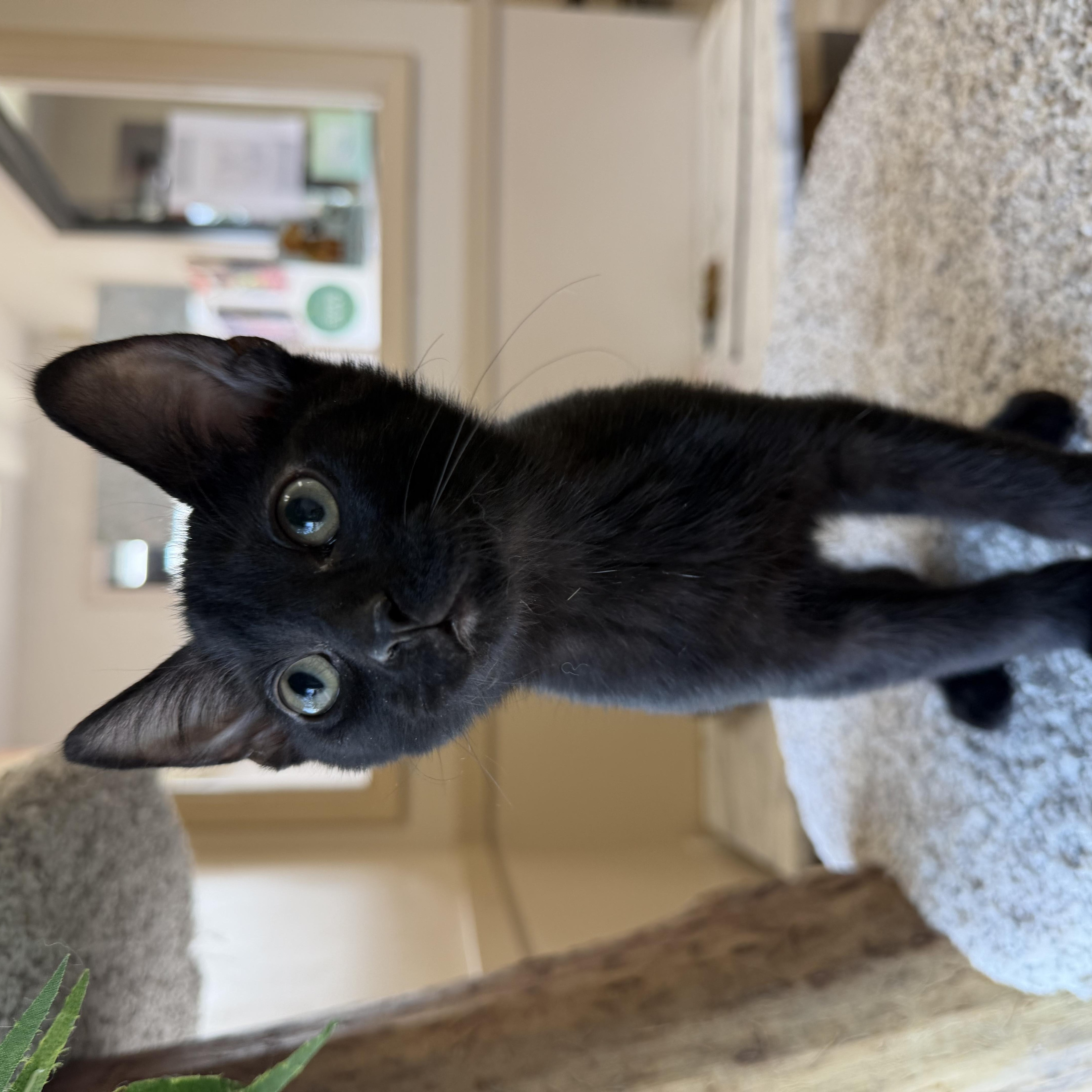 Enlarge Ben, a ADOPTABLE Domestic Short Hair in Madison, WI image 4/4