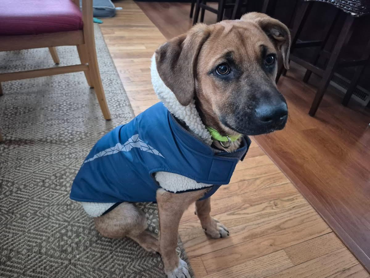 Enlarge Celeste, a Adoptable mixed breed in Pembroke, MA image 3/4