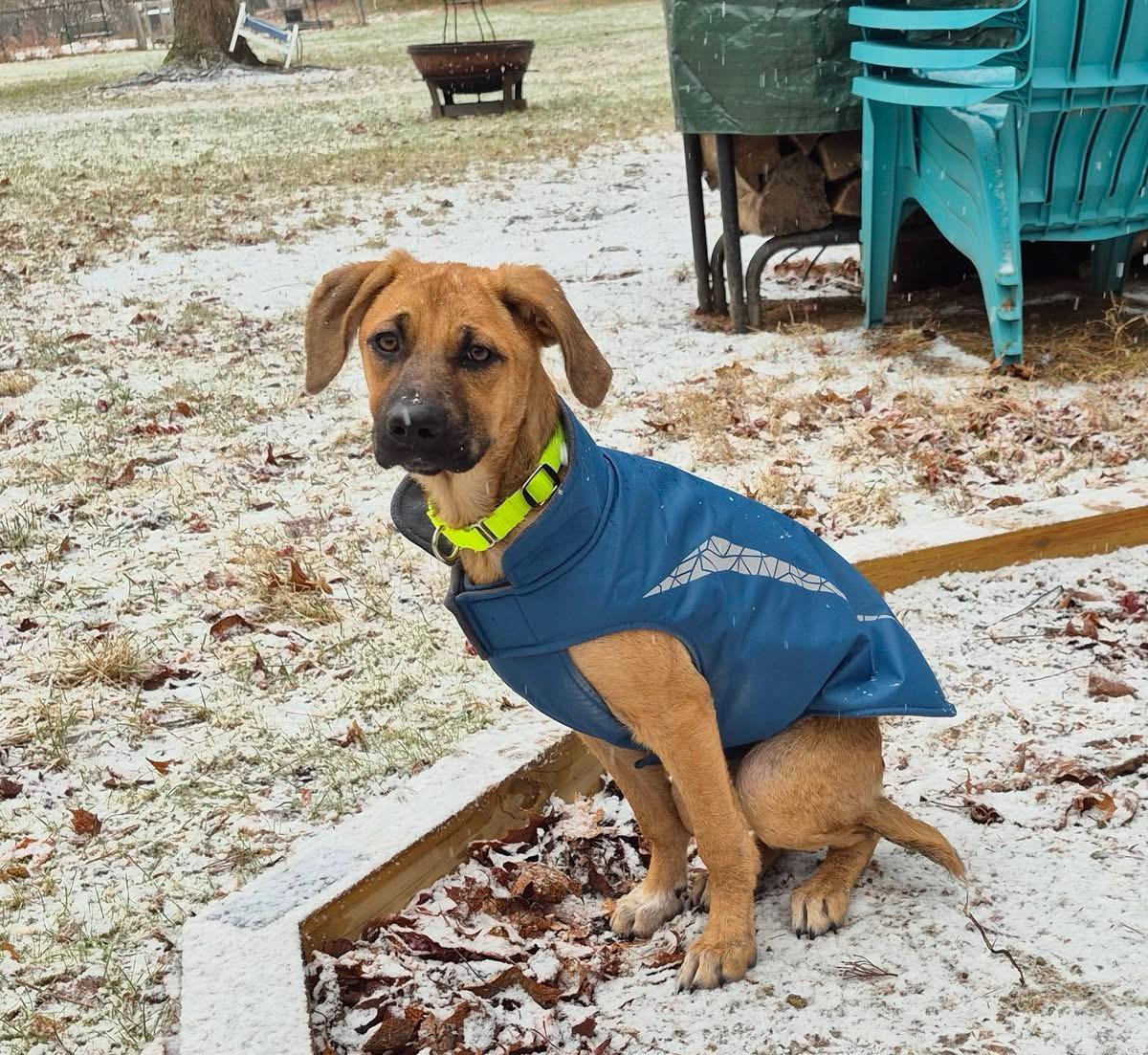 Enlarge Celeste, a Adoptable mixed breed in Pembroke, MA image 2/4