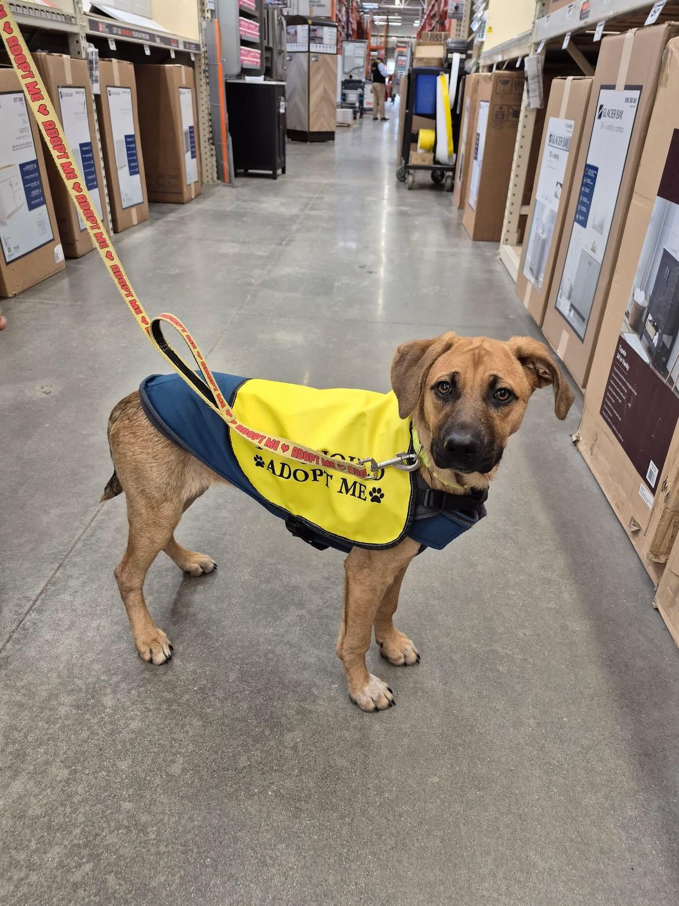 Enlarge Celeste, a Adoptable mixed breed in Pembroke, MA image 1/4