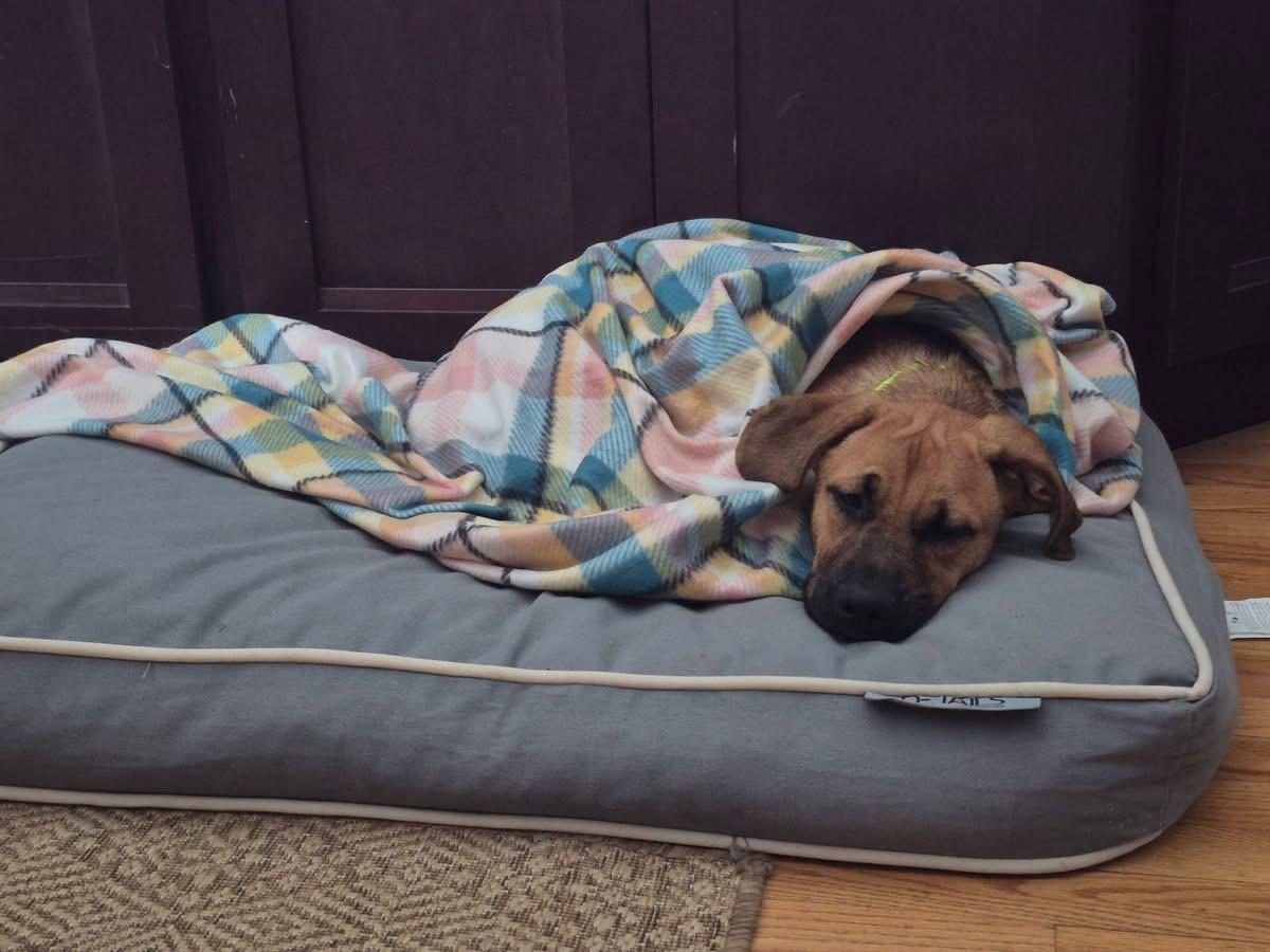 Enlarge Celeste, a Adoptable mixed breed in Pembroke, MA image 4/4