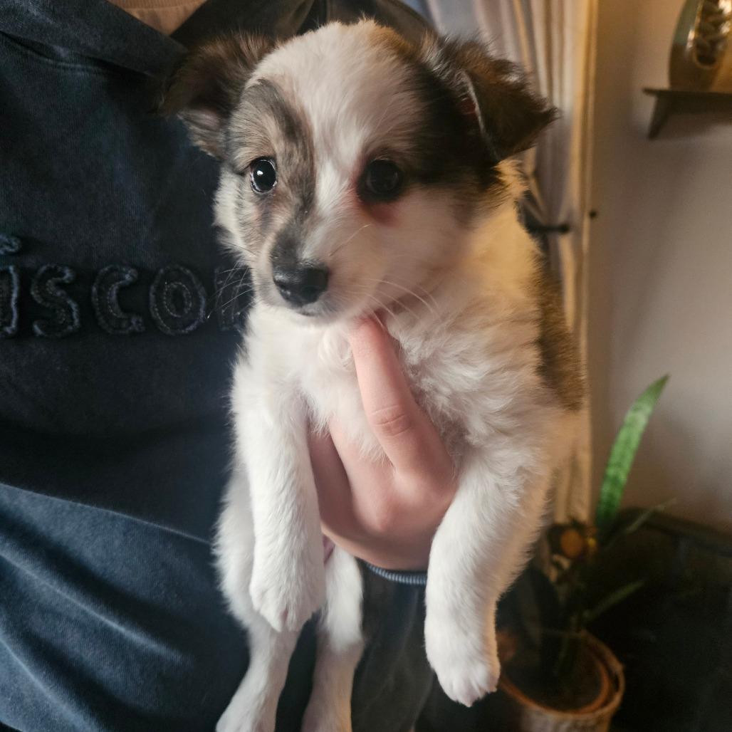 Alex, Adoptable, Puppy Male American Eskimo Dog & Shetland Sheepdog / Sheltie.