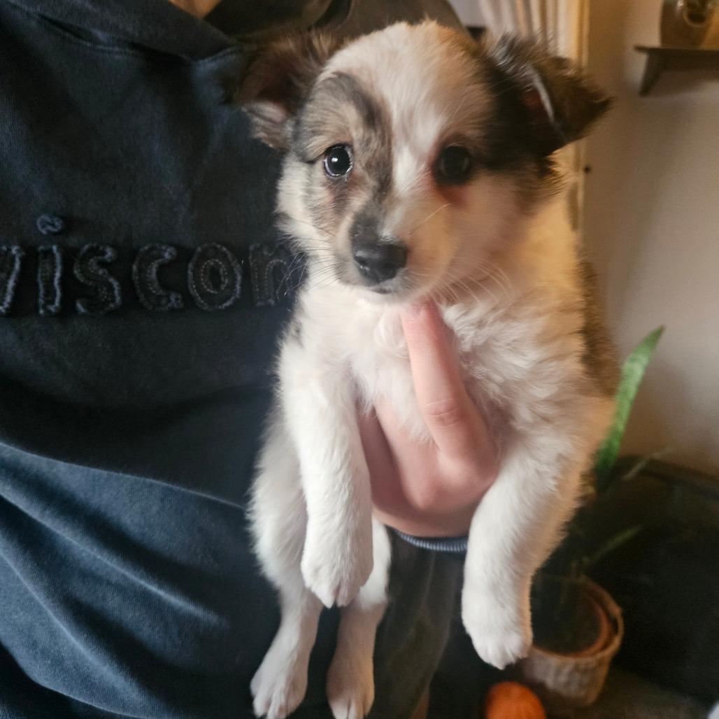 Enlarge Alex, a Adoptable mixed breed in Tomah, WI image 4/5