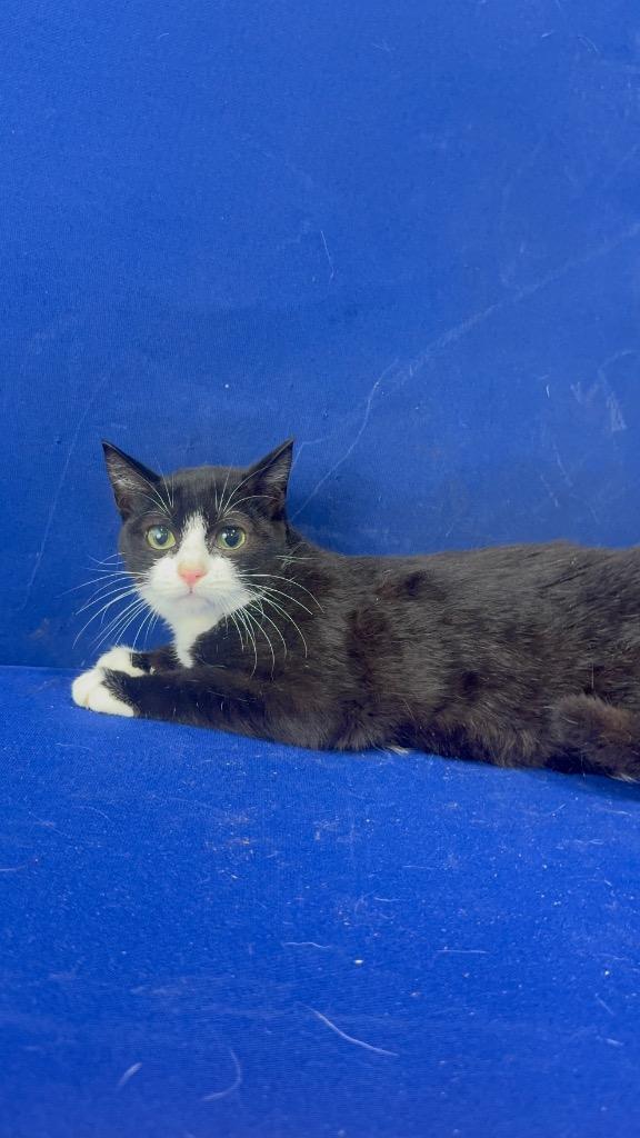 Gain, Adoptable, Kitten Female American Shorthair.