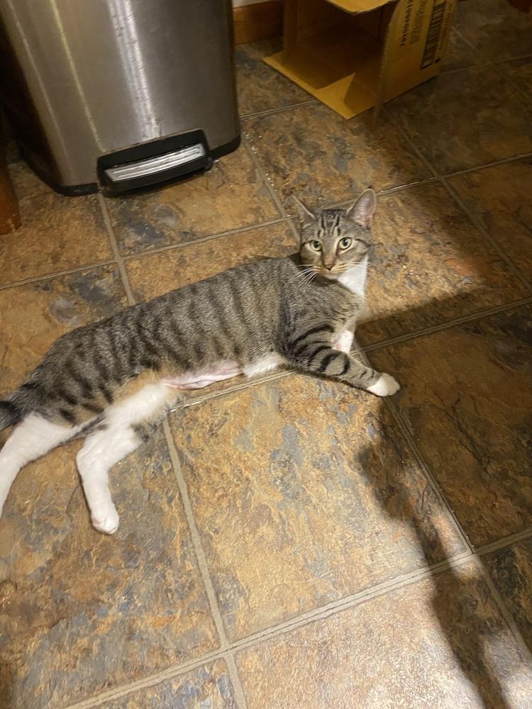 Enlarge susie, a Adoptable Domestic Short Hair in New Woodstock, NY image 1/1