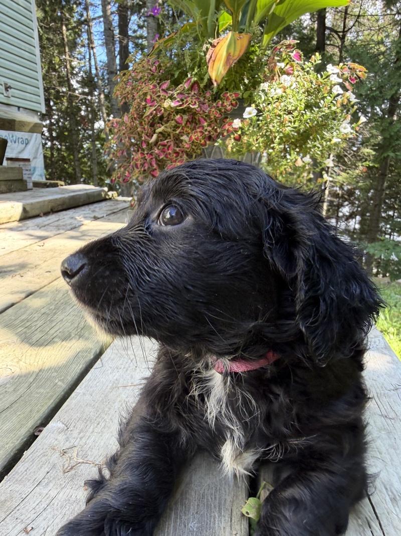 Tulla, an adoptable mixed breed in Bancroft, ON image 2/4
