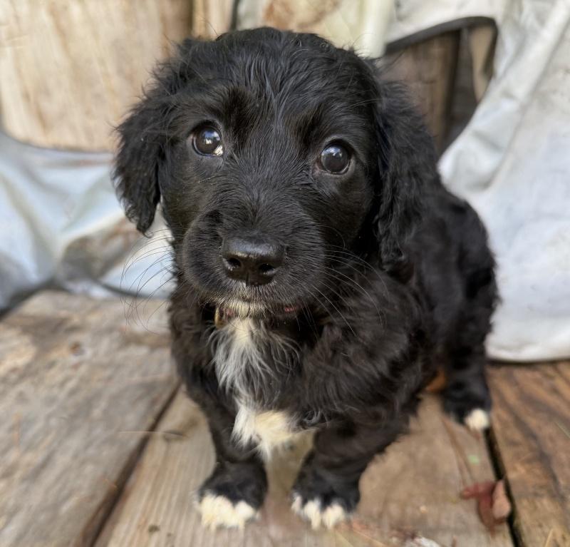 Tulla, adoptable, Puppy Female Shih poo.