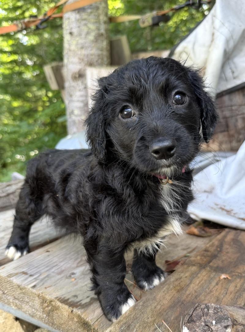 Tulla, an adoptable mixed breed in Bancroft, ON image 3/4