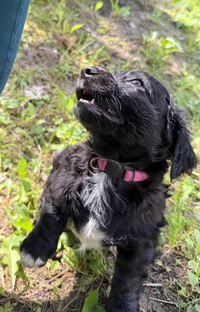 Tulla, an adoptable mixed breed in Bancroft, ON image 4/4