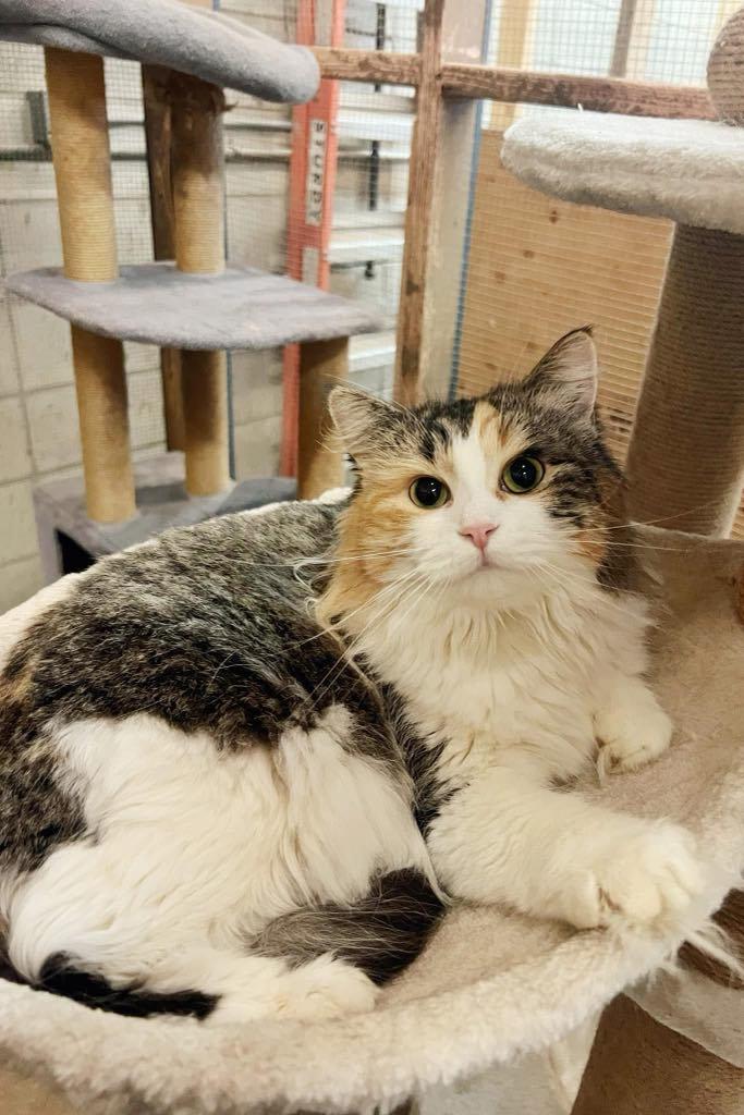 Hazel, Adoptable, Adult Female Domestic Long Hair.