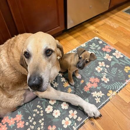 Enlarge Cindy Lou Who , a ADOPTABLE mixed breed in Lexington, KY image 3/3