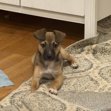 Cindy Lou Who , ADOPTABLE, Puppy Female Miniature Pinscher & Jack Russell Terrier.