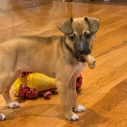 Enlarge Cindy Lou Who , a ADOPTABLE mixed breed in Lexington, KY image 2/3